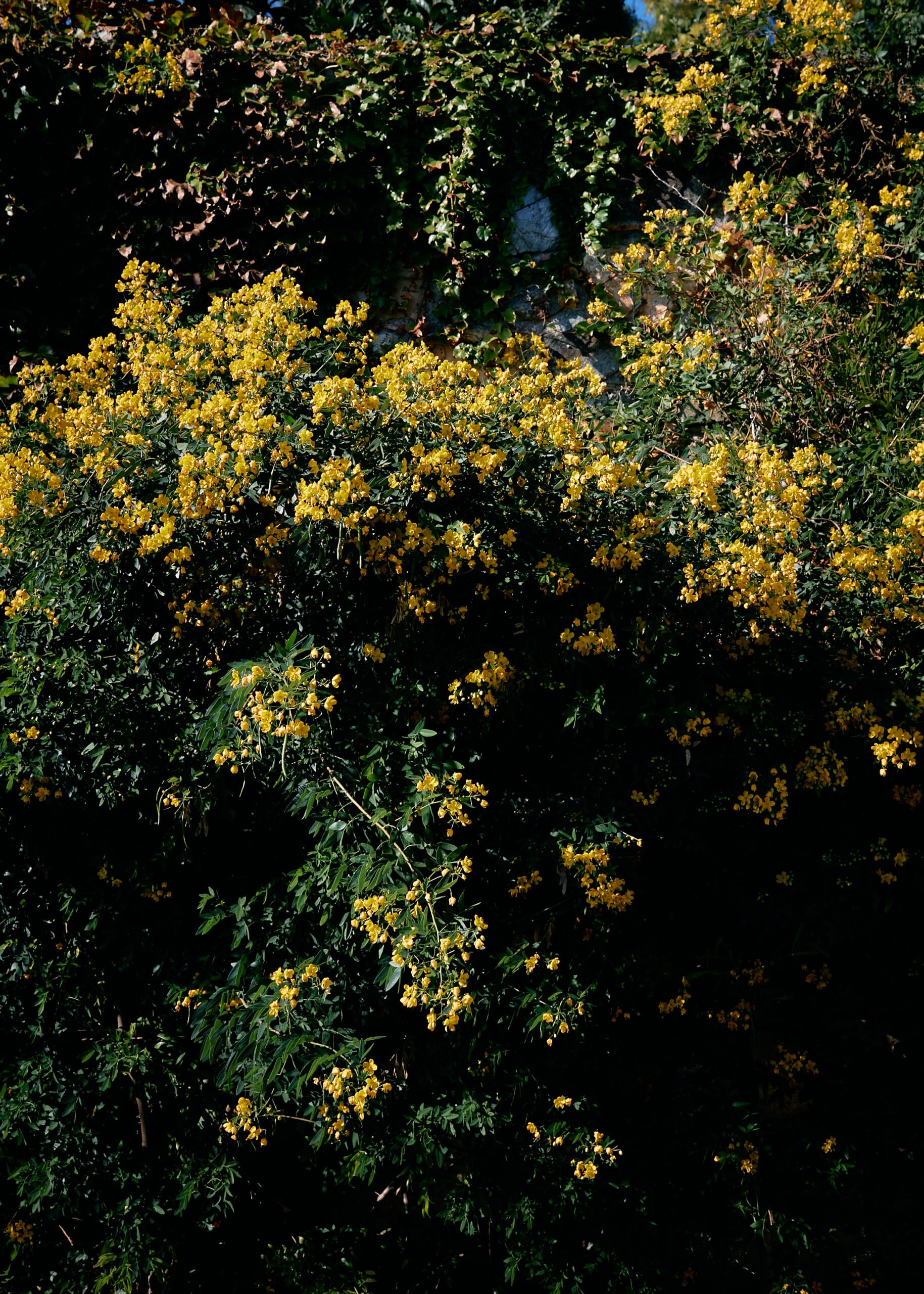 Flowers at Kinsterna