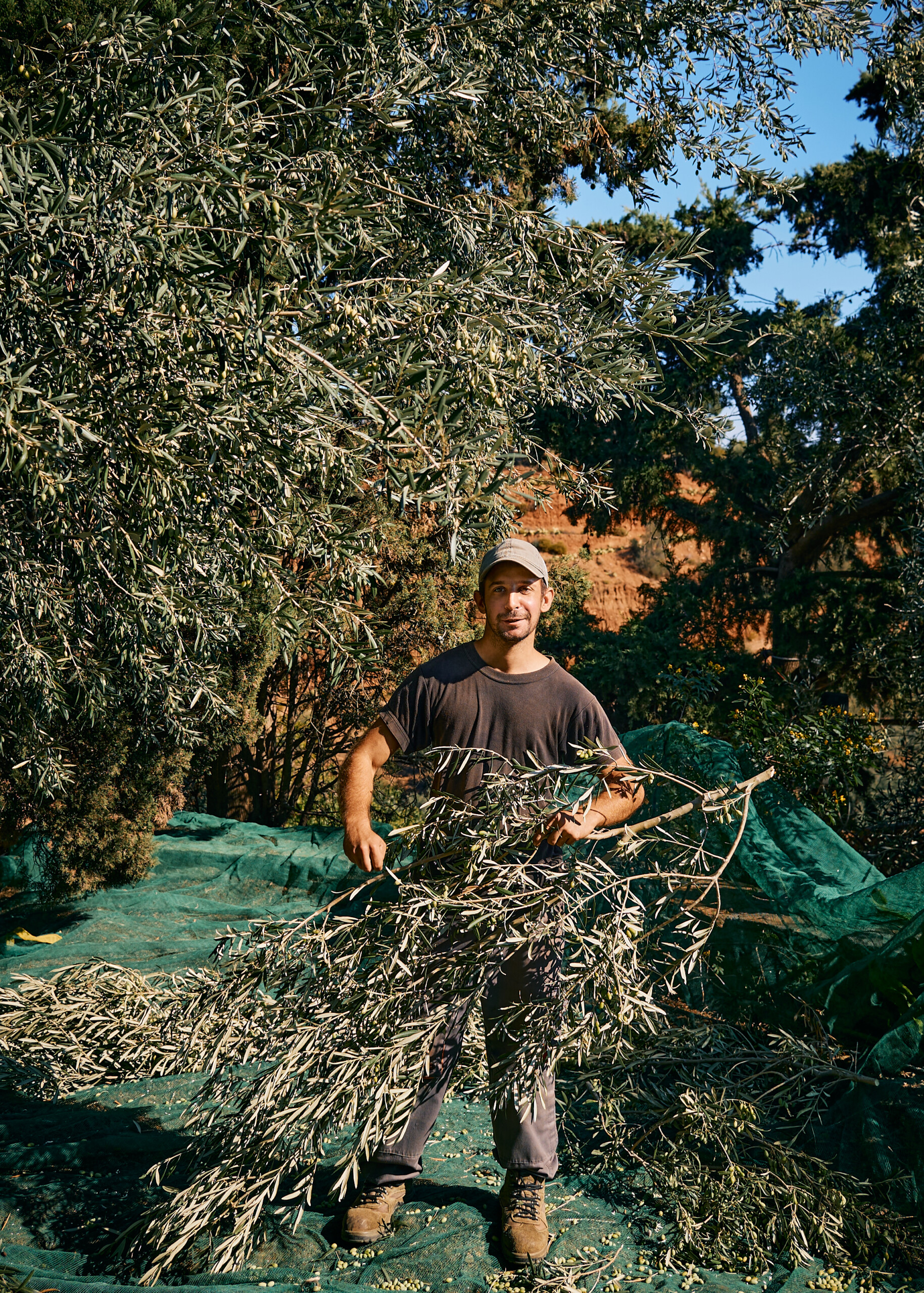 Olive harvest at Kinsterna Hotel