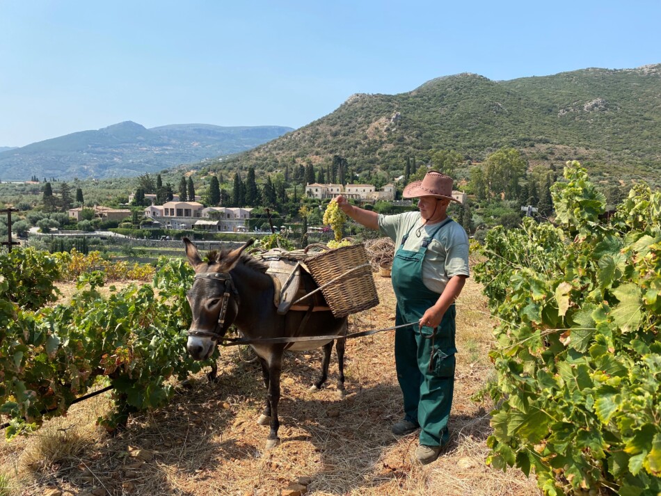 Kinsterna Grape Harvest