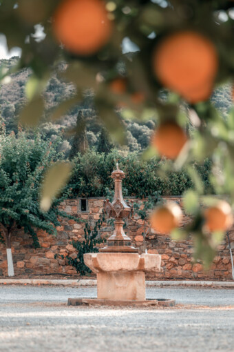 Orange trees at Kinsterna