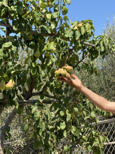 Kinsterna pears