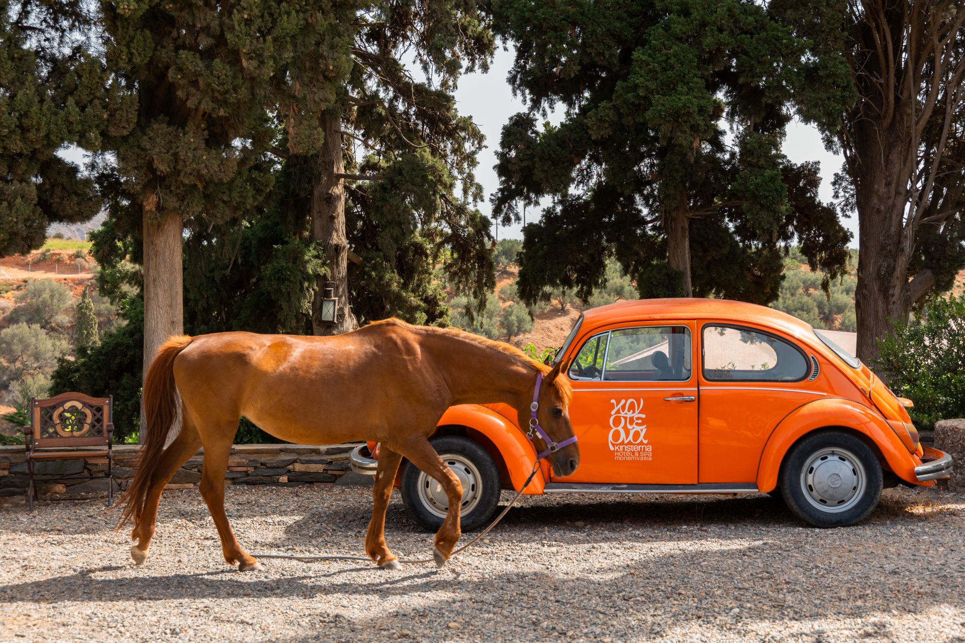 Horse on the estate at Kinsterna Hotel, a soul-rich resort in Peloponnese that is in tune with conscious living